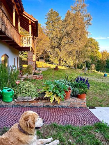 a dog laying in the grass next to some plants at Sunhill Appartments, klimatisiert in Winhöring