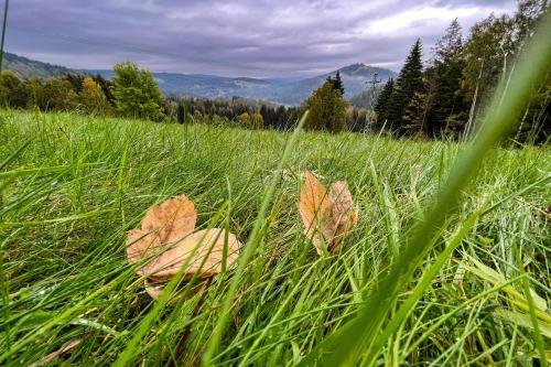 two leaves in the grass in a field at Pod Špičákem in Smržovka