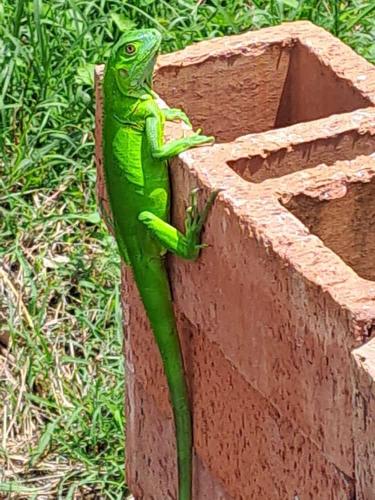 a green lizard is sitting on a wall at DONDE...MONIK in Arboletes