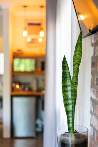a green plant in a glass vase on a table at River View in Potchefstroom