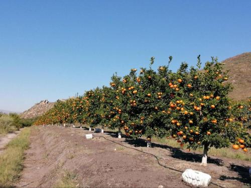 a row of orange trees in a field at Latjeskloof Accommodation in Citrusdal