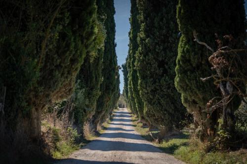 eine Straße mit Bäumen auf beiden Seiten in der Unterkunft Poggio delle Ginestre in Orvieto