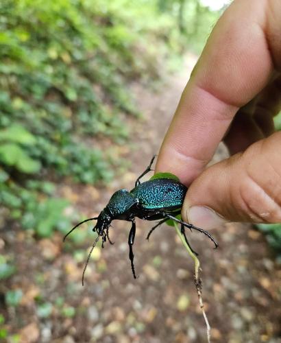 a person holding a green and black beetle at Guest house lagodekhi in Lagodekhi