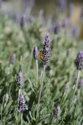 a butterfly is sitting on a purple flower at Chacra La Elena - Casa container a 15km de Madryn in Puerto Madryn