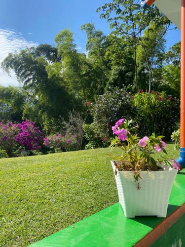 a plant in a white pot sitting on a green mat at Macondo casa café in Salento