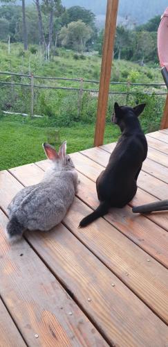 two cats laying on a wooden table next to each other at Apartamento los 3B in Manabao