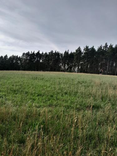 a field of green grass with trees in the background at Przystanek Las in Gąsawa