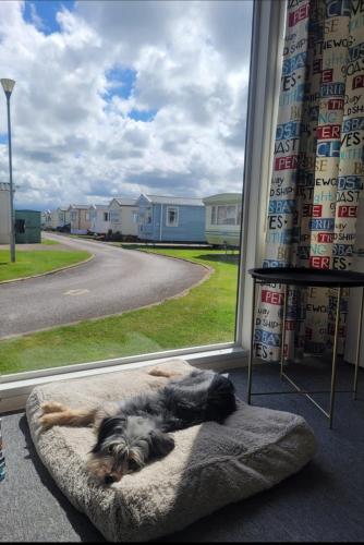 a dog laying on a dog bed in front of a window at Arual Caravan Manor House Park. Allonby, Cumbria in Maryport