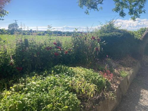 Κήπος έξω από το Lake District Solway View 16 The Beeches Caravan Park