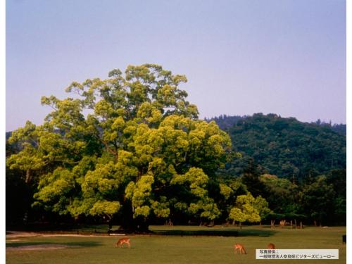 a large tree in a field with animals grazing under it at ＨＯＴＥＬ ＰＡＧＯＤＡ - Vacation STAY 65048v in Nara