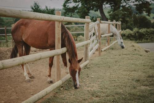 Deux chevaux sont debout à côté d'une clôture dans l'établissement Domaine de Berducq, à Monein