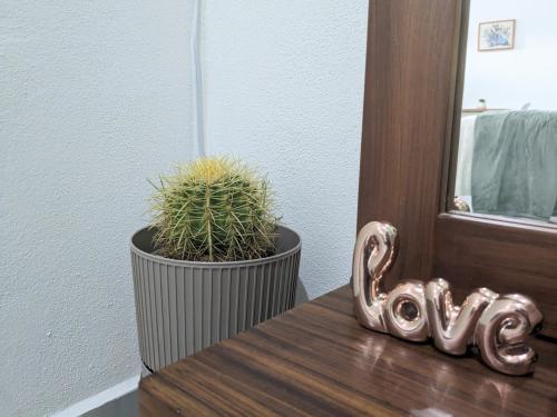 a plant sitting on a table next to a window at Estudio Biznaga in San José del Cabo