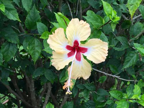 a yellow and red flower on a tree at Casitas Sollevante Boutique Hotel in Montezuma