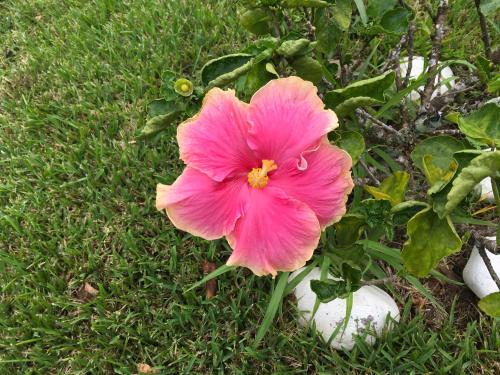 a pink flower in the middle of the grass at Casitas Sollevante Boutique Hotel in Montezuma