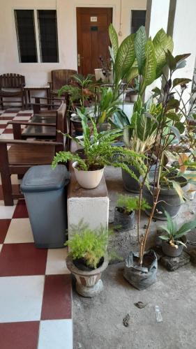 un gruppo di piante in vaso che siedono su un pavimento a scacchi di Hotel rejeki a Lewoleba