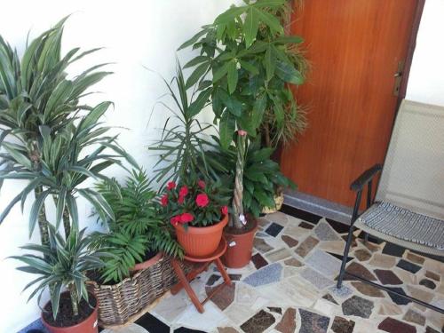 Κήπος έξω από το Apartments Blago Sutomore