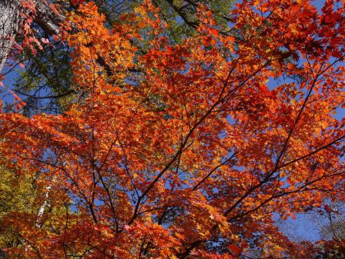 a tree with orange leaves in front of a blue sky at Kyukamura Nikko-Yumoto in Nikko