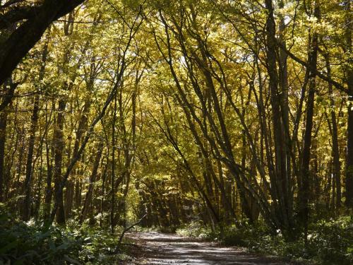 a dirt road through a forest with trees at Kyukamura Nikko-Yumoto in Nikko