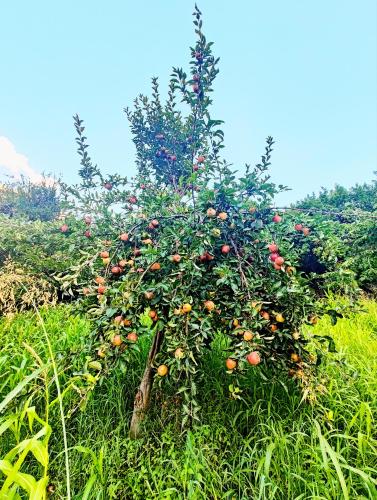 an apple tree in a field full of apples at Das-e-Basi in Gilgit