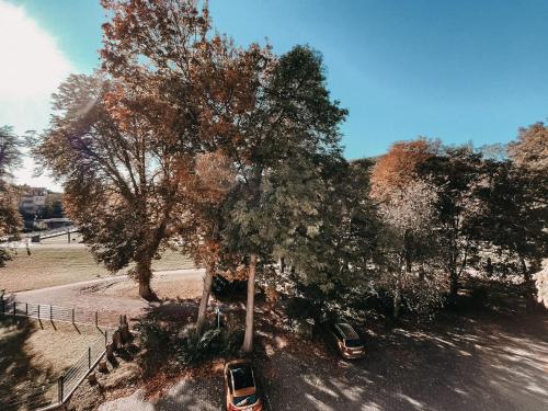 two cars parked under a tree on a street at Hotel Bayerischer Hof in Bad Kissingen