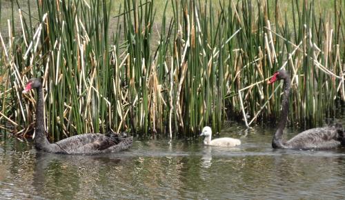 three geese swimming in the water near some reeds at Chandlers Rest in Neville