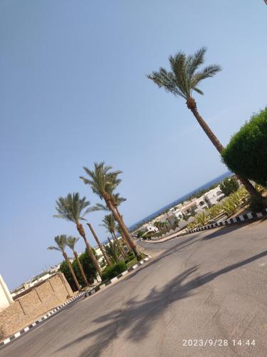 uma rua com palmeiras ao lado de uma estrada em OpenSpace 50 mq con Giardino em Sharm el Sheikh