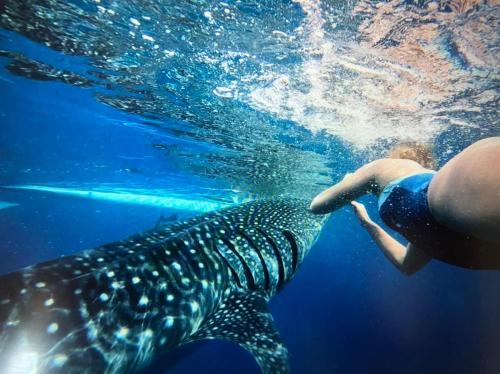 a person swimming next to a whale shark in the water at Beach House at Carolina del Mar in Samboan