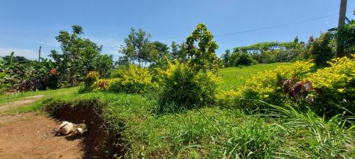 a dirt road in a field with grass and flowers at Lavila. Fully furnished 2 bedroomed house. Located in busukuma, wakiso Uganda. in Gayaza