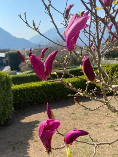 a bunch of pink flowers on a tree branch at VILLA MONTESOLE in Lecco