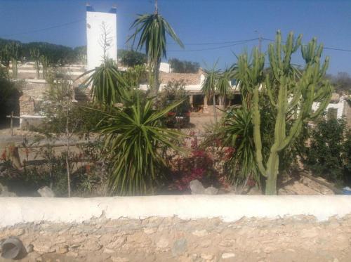 a view of a garden with palm trees and a building at Room in villa Lair De La Mer no0969 in Sidi Kaouki