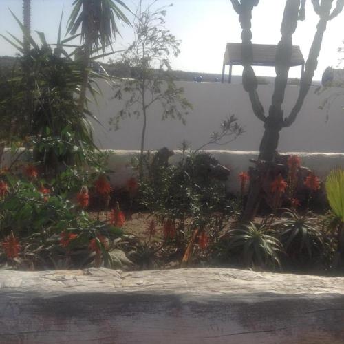 a garden with flowers and plants in front of a wall at Room in villa Lair De La Mer no0969 in Sidi Kaouki