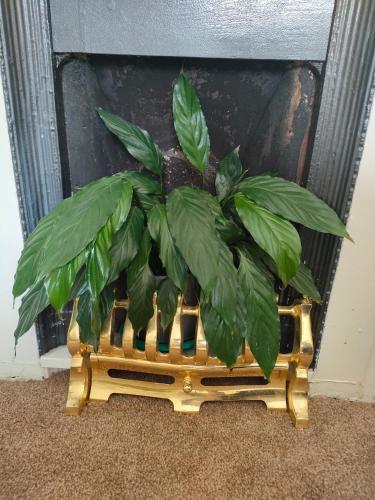 a plant sitting in a plant stand in front of a fireplace at Forth Road Bridge Views in Queensferry