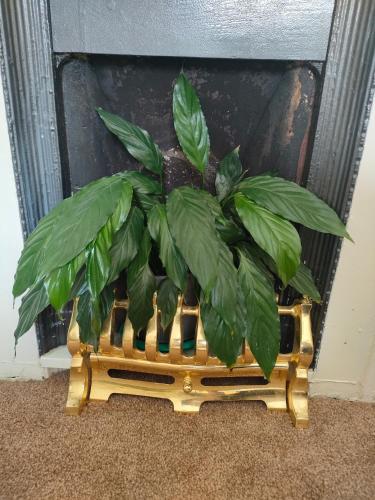 una planta sentada en una planta frente a una chimenea en Forth Road Bridge Views, en Queensferry