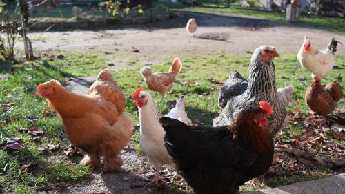 un groupe de poulets debout dans un champ dans l'établissement Les Jardins de Félicie, à Poses