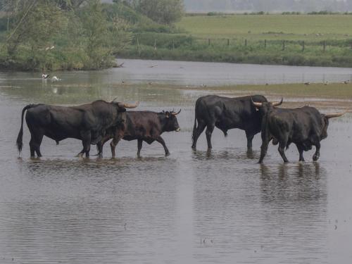度假屋内部或周边的动物