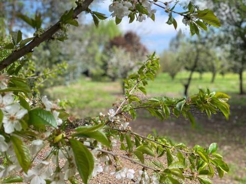 a branch of an apple tree with white flowers at Casa en entorno natural in Curicó