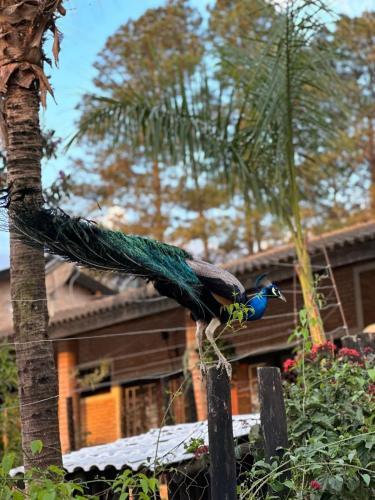 a peacock perched on a fence in front of a house at Pousada Rancho na Represa in Nova Odessa