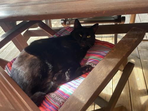 a black cat laying on a blanket on a wooden bench at La Chambre Du Voyageur in Soustons