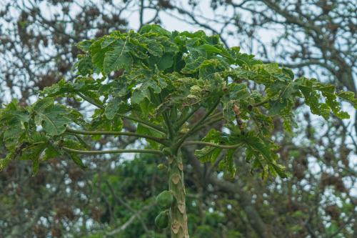 a close up of a tree with green leaves at Hostal y Cabañas Aorangi in Hanga Roa