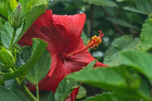 a red flower on a plant with green leaves at Hostal y Cabañas Aorangi in Hanga Roa