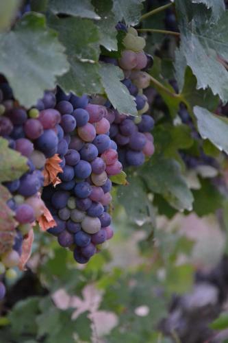 a bunch of purple grapes on a vine at Cascina La Maddalena Bed & Wine in Rocca Grimalda