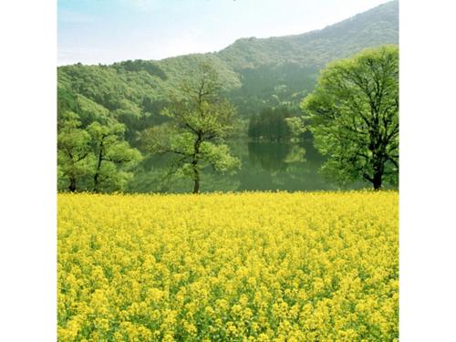a field of yellow flowers with trees in the background at Hotel Silk in Madarao - Vacation STAY 79652v in Iiyama