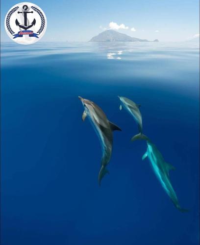 a group of dolphins swimming in the ocean at "Appartamento del Mare Gliaca" con vista Isole Eolie,ampia terrazza,wifi e parcheggio gratuito in Piraino