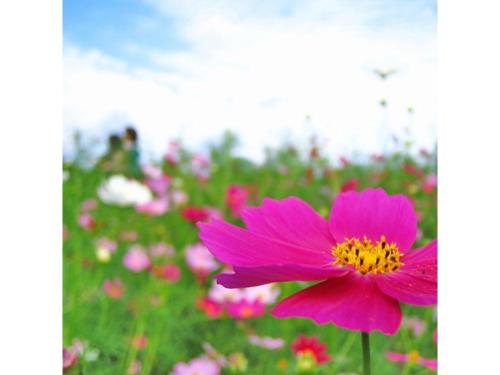 a pink flower in a field of flowers at Hotel Silk in Madarao - Vacation STAY 79652v in Iiyama
