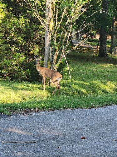 un ciervo parado en el césped junto a una calle en Lakeside Dream, en Estill Springs