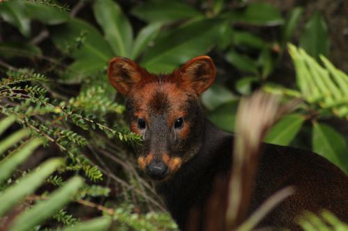 a small brown baby bear standing in a bush at Lodge Parque Tepuhueico in Castro