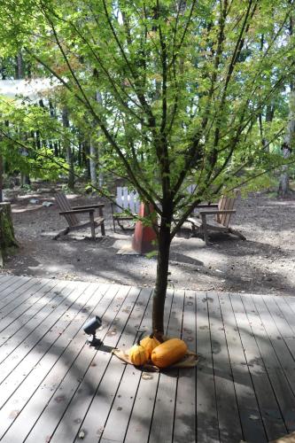 a tree sitting on a wooden floor next to a tree at SAUNA FOREST CABIN 軽井沢 御代田 A棟 zen-asobi in Oiwake