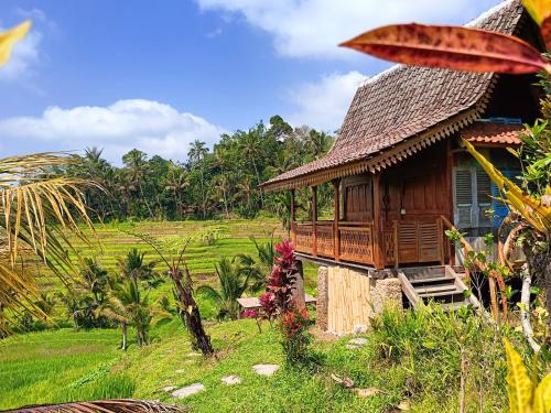 a house in the middle of a field at D'Ume Bendoel Homestay in Jatiluwih