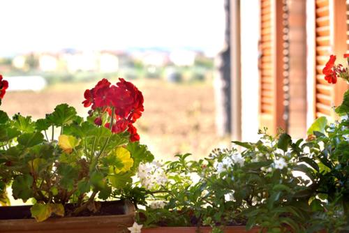 Κήπος έξω από το Agriturismo Bellarosa
