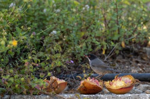 a bird standing on the ground next to two eaten fruit at Dora's House in Ístrios